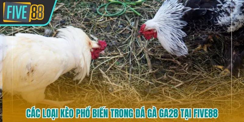 Các loại kèo đặt cược phổ biến trong sân chơi đá gà