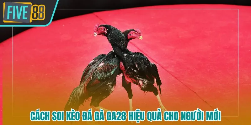 Chia sẻ kinh nghiệm soi kèo đá gà hiệu quả từ các cao thủ lâu năm