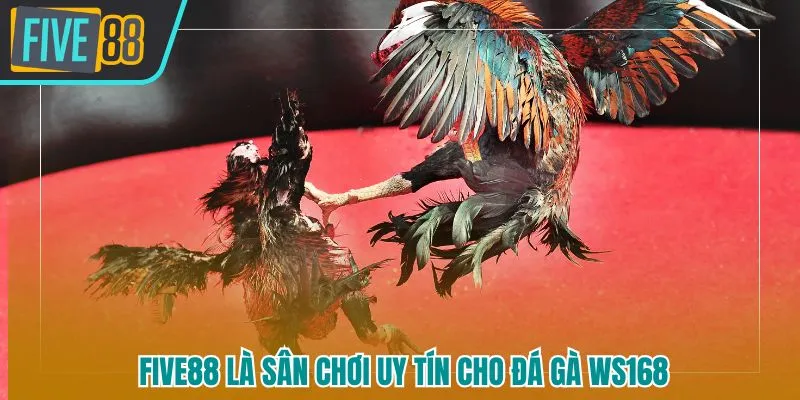 FIVE88 luôn được xem là sân chơi uy tín hàng đầu khi tham gia đặt cược đá gà